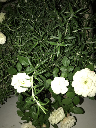 6ecc6e84d8ab4f55b8657e19817310d9