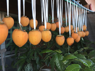 38443e4ecb5c4fa79b3dd7fceba82880