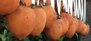 24da93c8d4344e4a8438282429b664f6