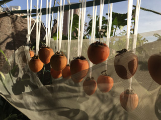 30ff62ff259b461094509a9870bcd2ed