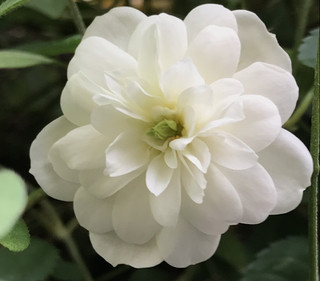 Ce11d04e78fa45b0b0c7962bfca93958