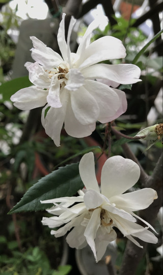 F695164f1a7e4bc896033e4cd29be0cb