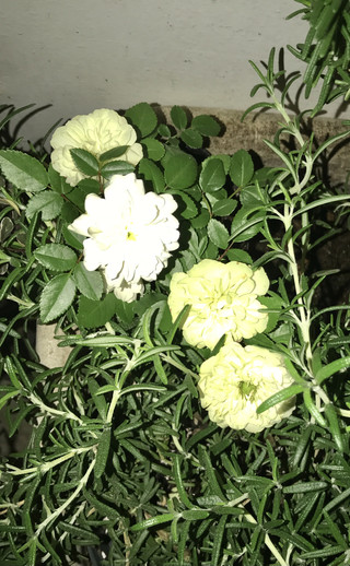 D9d65086f28343be9b489314e4616861