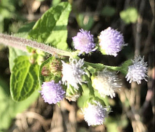 Adcfa629d3cd438f93bfa9001eac272b