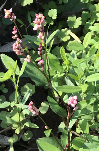 C7f5315190ef45eeb42bf622f63d4387