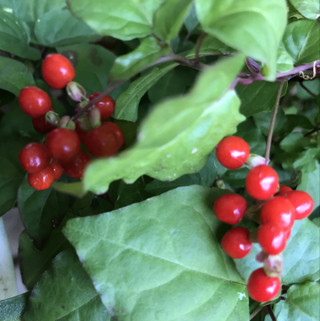 C10c6dccccdc4618bb714800afc4caaf