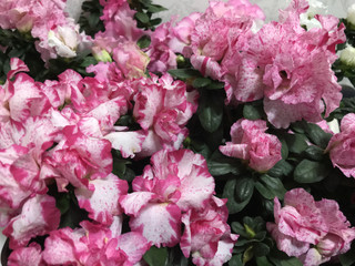 De1e0b37064b4da59e7975873f076e0d