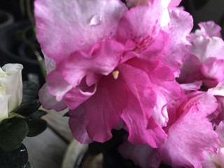 43e64f8018c64ad5a0c8d96959074935