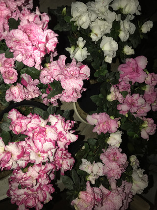 4bbcea729697425a9760bde346229e00