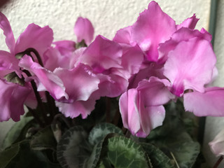 Ad2733944b894e0687543dcd33e15fda