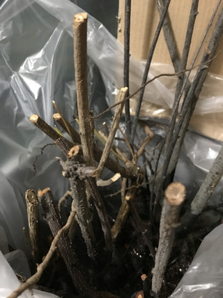 D901aef73a074406a0694ae9bb26783b