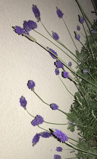 A824b16027f34d27bd16f365f7967a2a