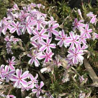 675e1d6c0420415d8c9e650909eaf63d