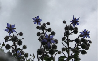 C320927dfc3145168a388526010f0f6b