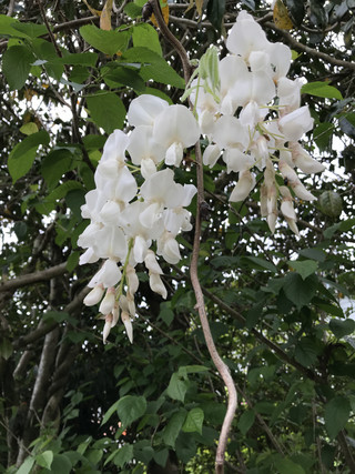 239060826c2b475d871ecbb09b431ead