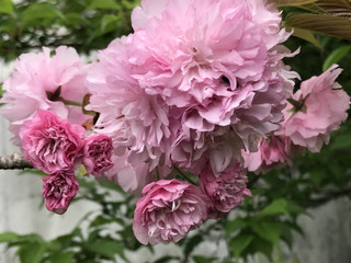 452b43519f60413b983f4747b62318a6