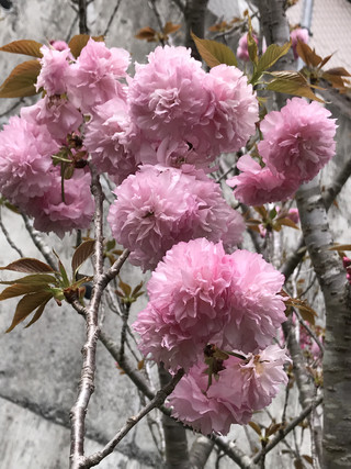 61a4cd6aa3004474a463149ef21ed3b5