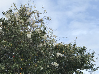 8a0e903601bf49c5988764a9ba90c6c4