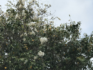 E97fff88fd384743b9b23bf81a589f1c