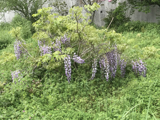 1ea85545f2004c598cc90fae4982c66e