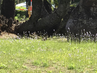 5417ea8acfcd4a818700017111f8e961