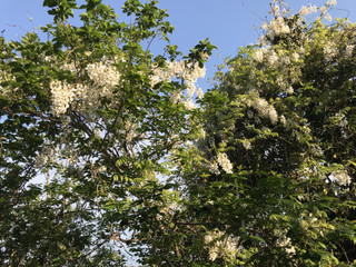 9b5250c20b5d4dc3b3dc31759f7ae776