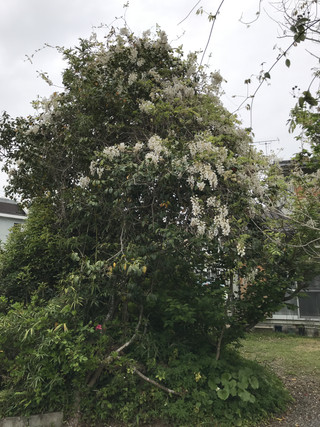 A36d5c8d4717484d8347eac47a351a2c