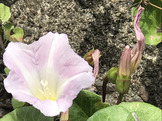 C595175b885f432b97e5077c2db9e339