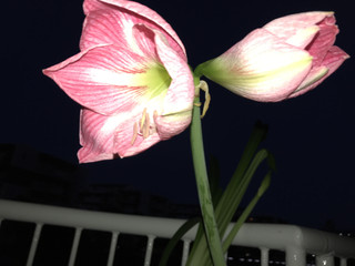 1f528aa21c214b3eb036429f40bdbac8