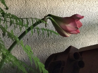 3d1b38f3affe43358c6a0b2ced98ce15