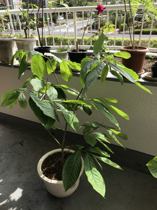 C9c702cf20f24ca9b19a7d2378a2a831