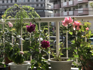 08032501a6914a38b6c0d2d29f6ef39c