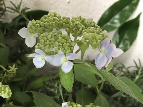 26862cfc4ba141aabefc314064c00da8