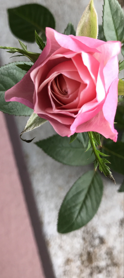 3550bcb6ebdd432ca60410b1e9d1a4da