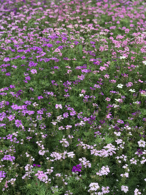 7c34209095d3438f9c8ca1b97222275a