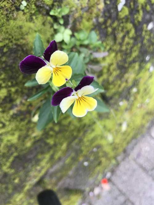 F00c740865b54d92b03012fa0d7fb952