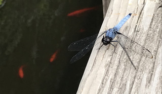 42e66be9208145dd8abc12f6b1cbf3ff