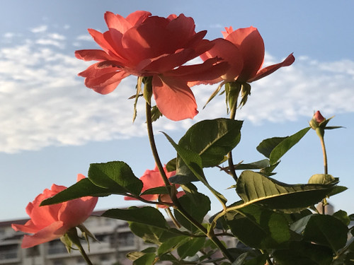 56ffb509710f4177a5e933bfff637841