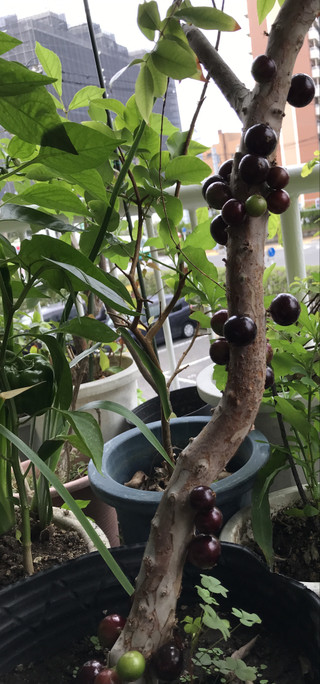 0e56ce450bf346adb8123f648dd11905