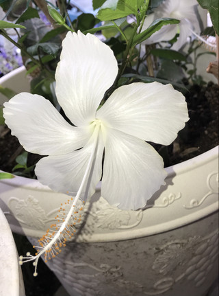 43fc388cc8c34aa6929d81bc0f4f67c6