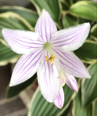 5037f51743144d0cabe9b6987dfb6832