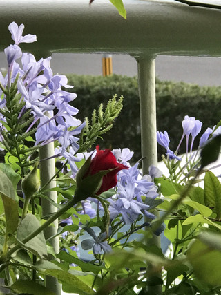 D2a40d25d53344af92cc9cfbc0a978b9