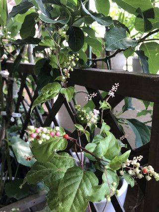 2a44852111c34c2ea4e87a83d9dc16f5