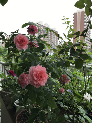 90ba4dcf4464476b8bc426b5ef8d05ae