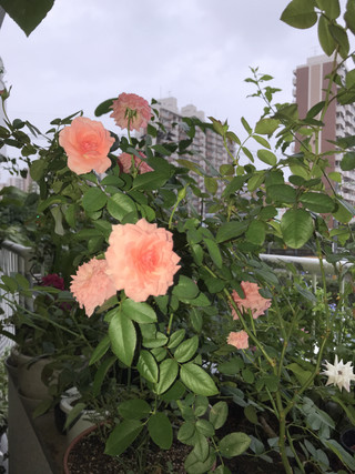 E44560fc0f9e4df787323c33cfecab5f