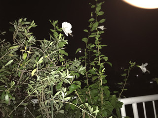 Fa573ab811ed4e21869af4ac3a2297e3