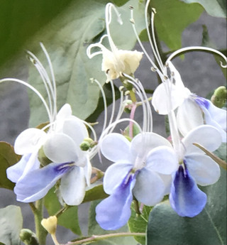 6fa7a3e60338460d89df1d9807804219