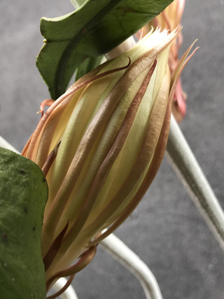 4897ebb98e2245e4a42831a9ff810615