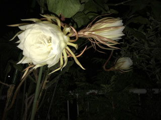 924915ae6d684200b11c49298ef94b22