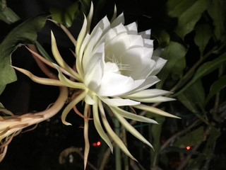 9f62984f330d4221a281e4791918ea55